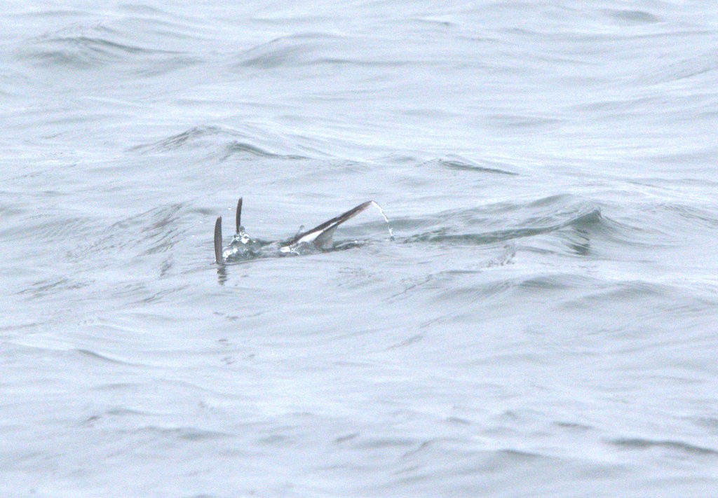 Long-tailed Duck - ML646810382