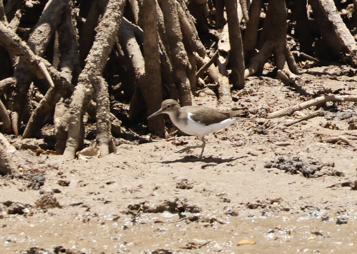 Common Sandpiper - ML646810383