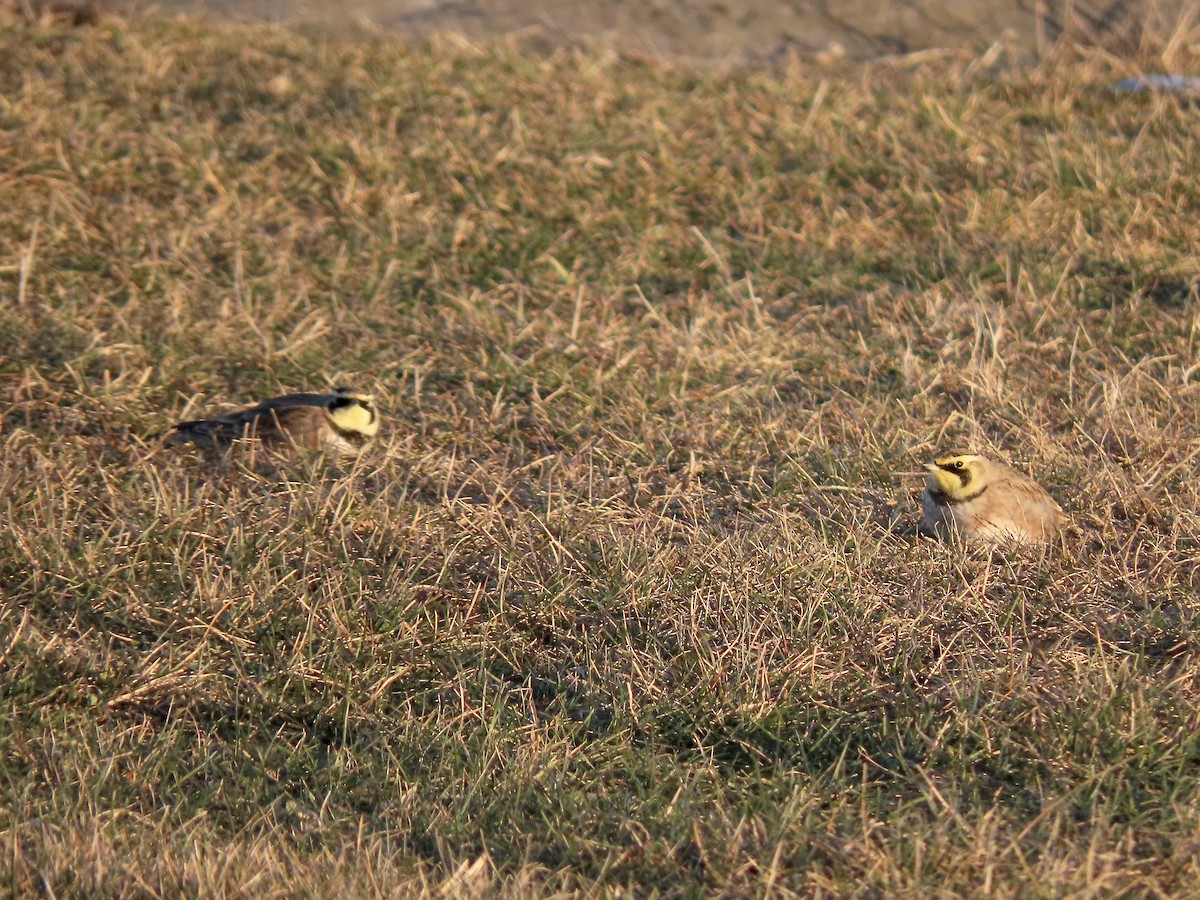Horned Lark - ML646810386