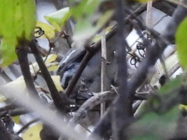 Black-throated Gray Warbler - ML646810387