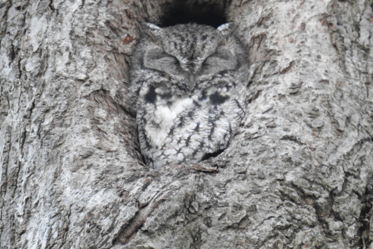 Eastern Screech-Owl - ML646810394