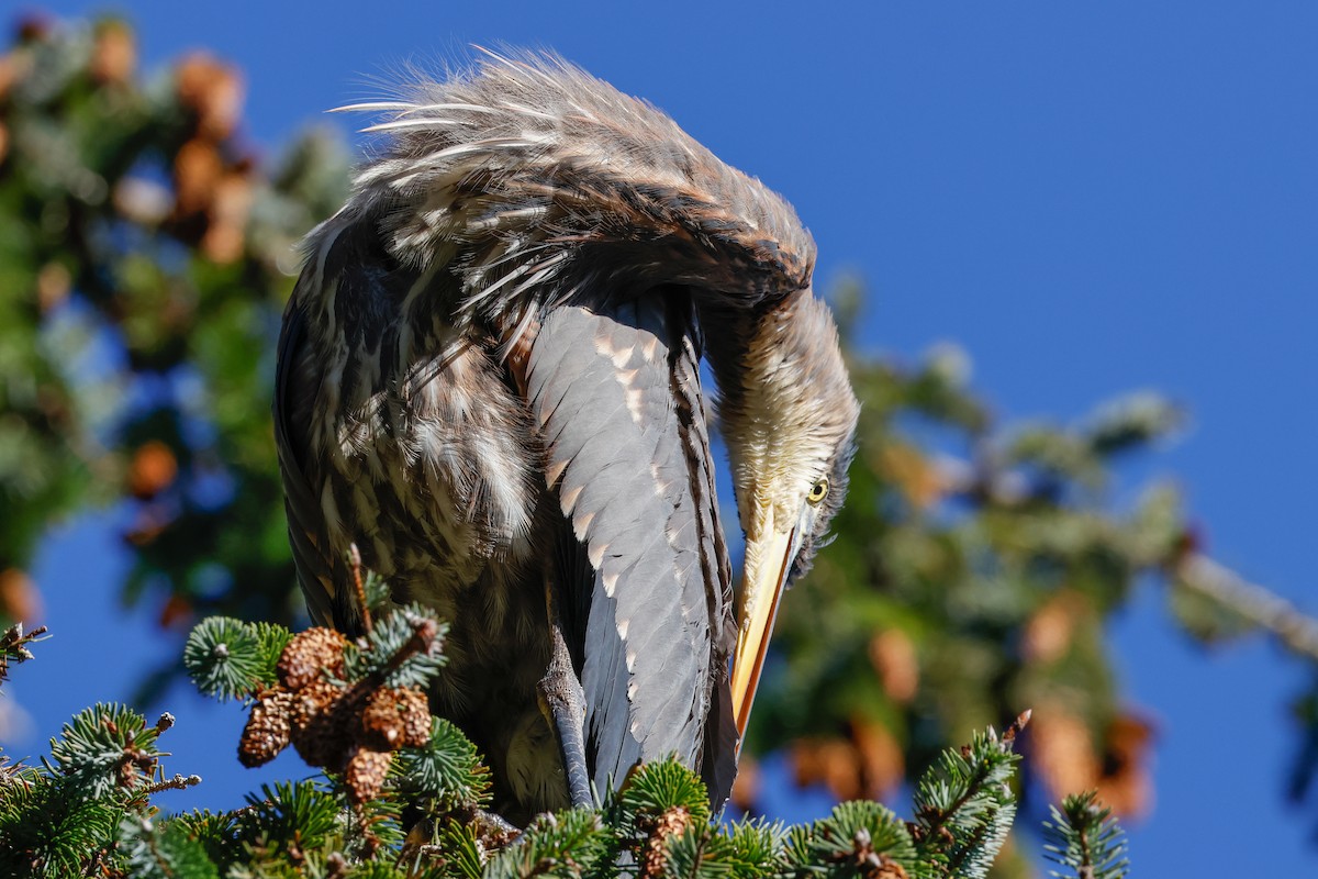 אנפה אמריקנית - ML646810395