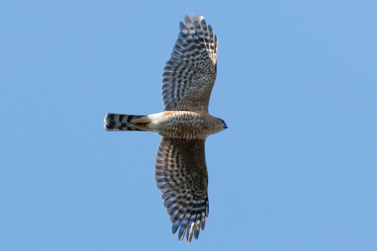 Sharp-shinned Hawk - ML646810400