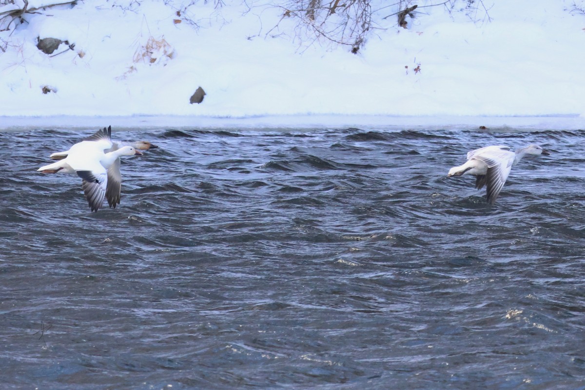 snøgås - ML646810401