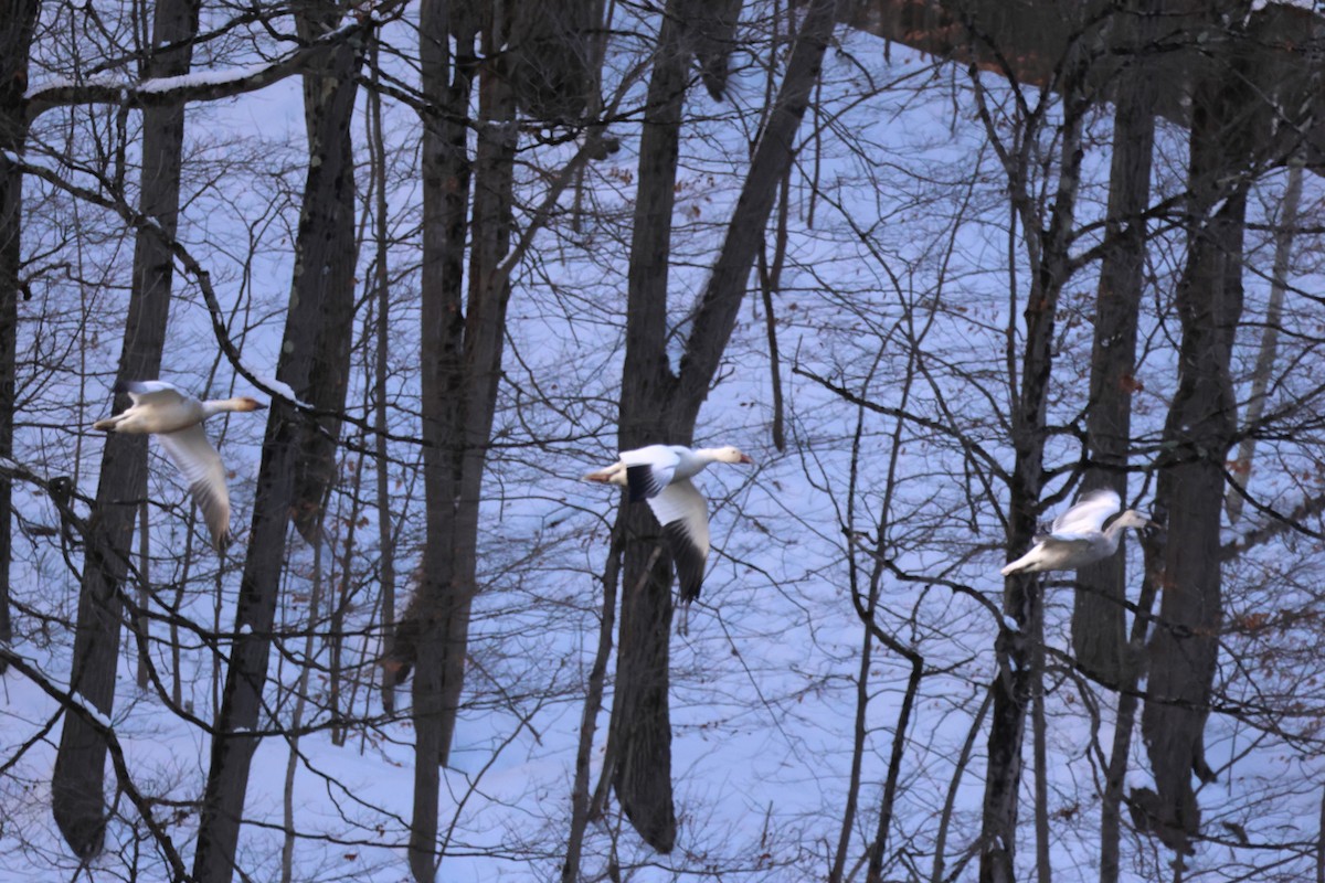 snøgås - ML646810402