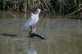 White Ibis - ML646810403