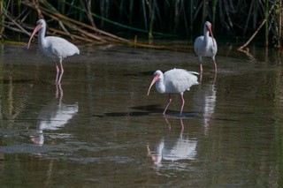 White Ibis - ML646810404