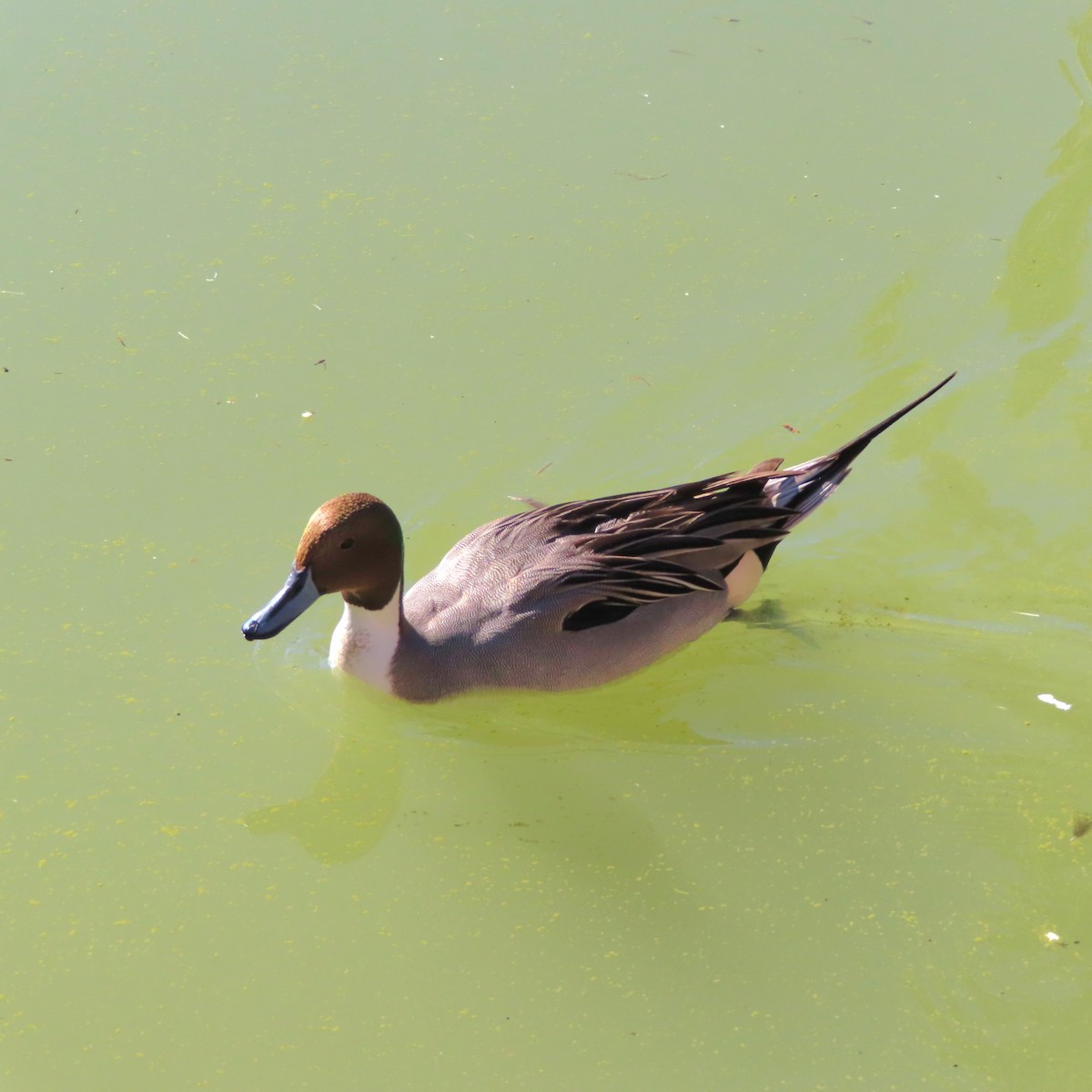 Northern Pintail - ML646810405