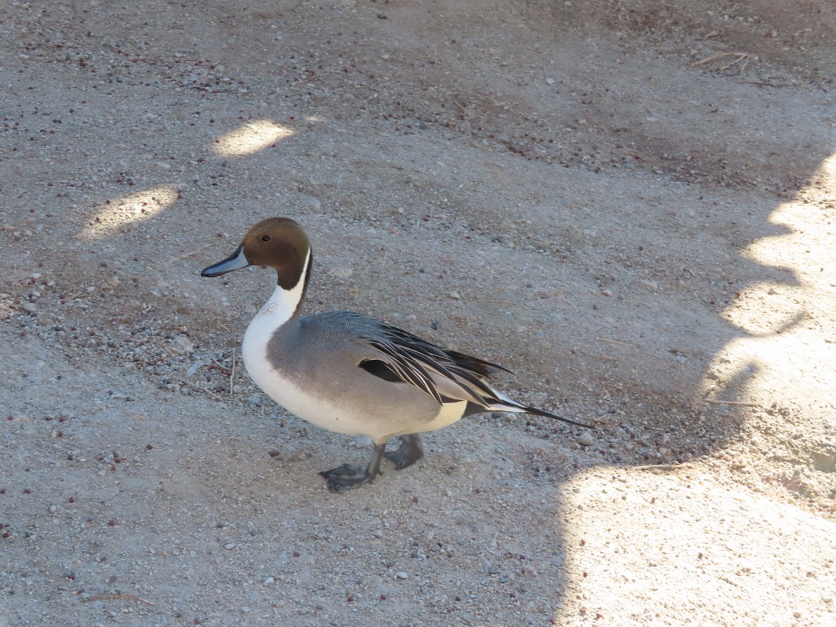 Northern Pintail - ML646810406