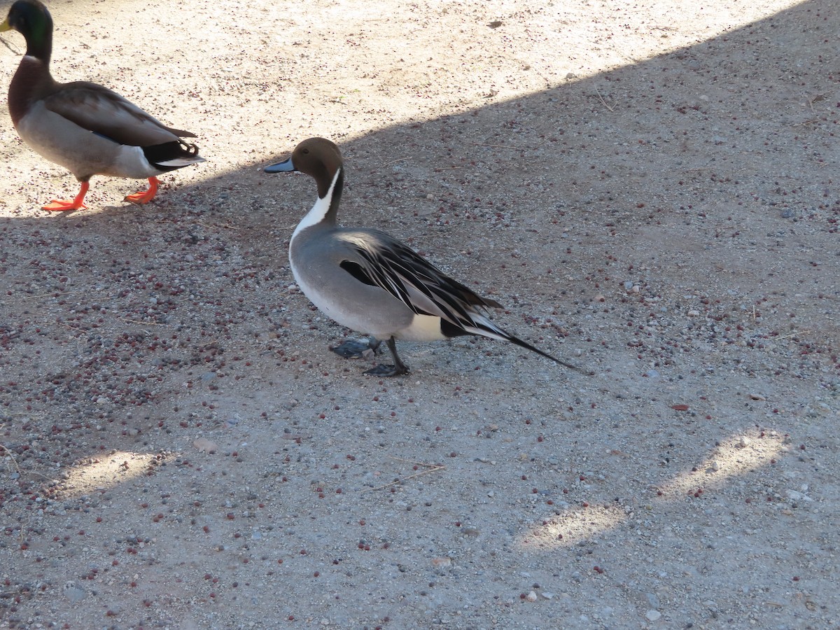 Northern Pintail - ML646810407