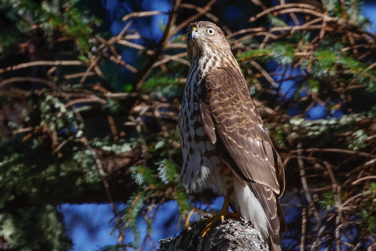 Cooper's Hawk - ML646810408