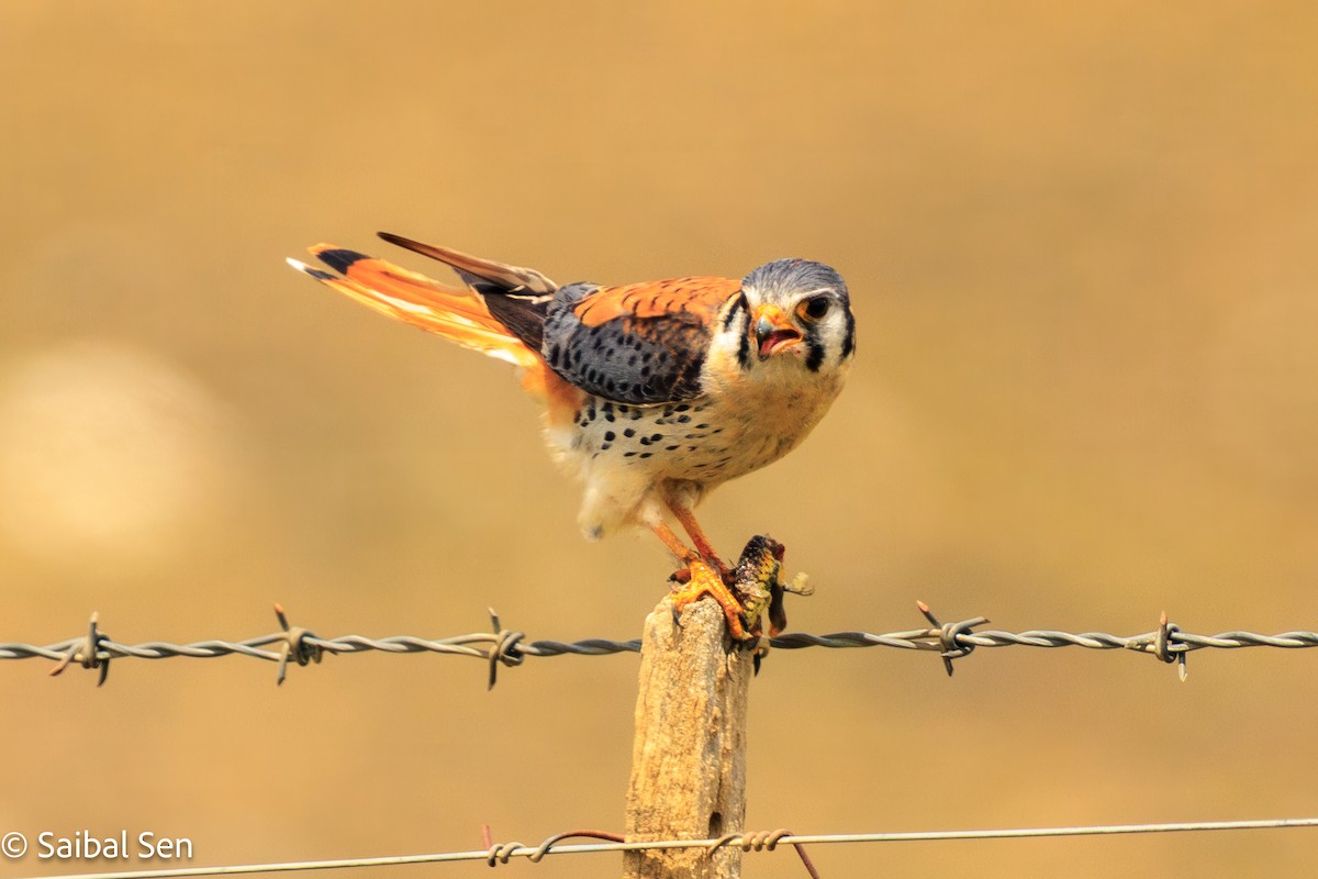 American Kestrel - ML646810409