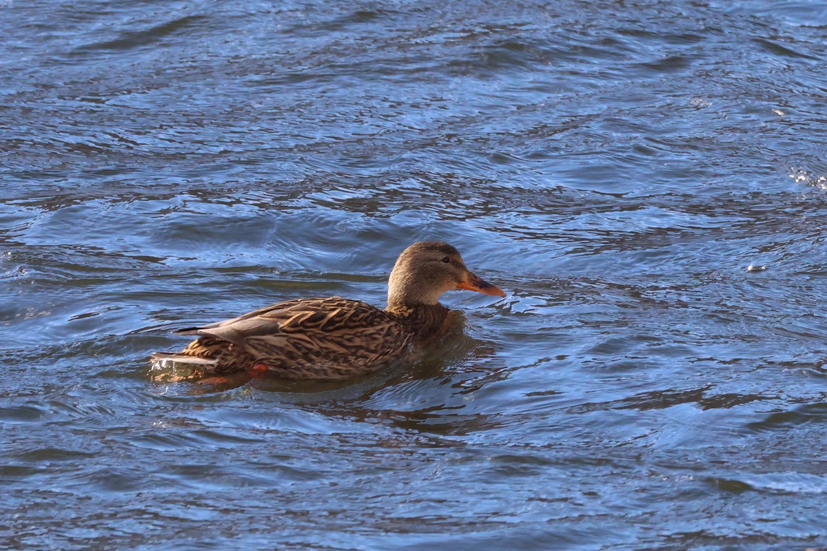 stokkand - ML646810410