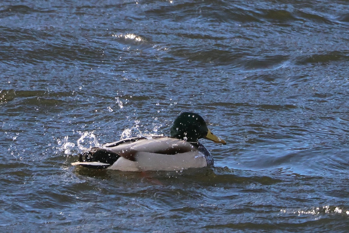 stokkand - ML646810411