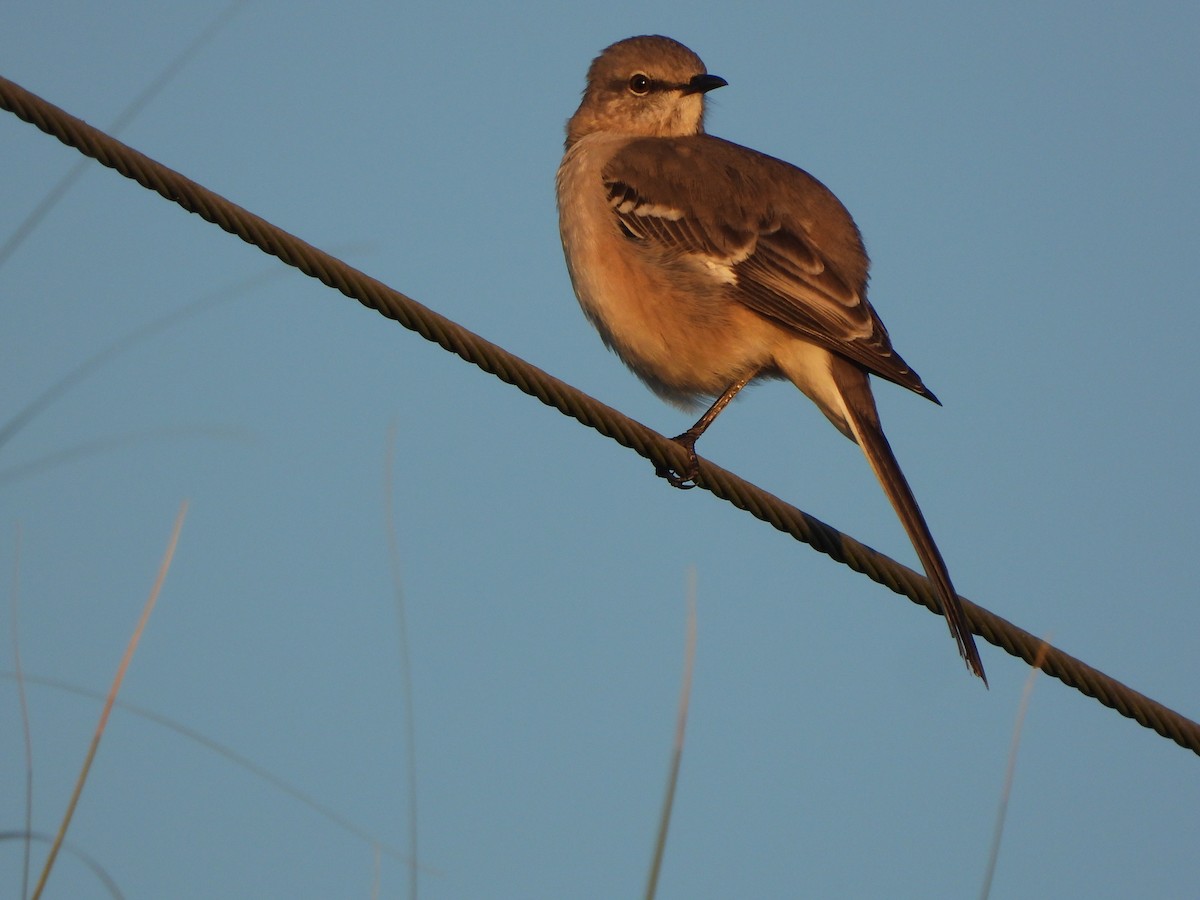 Northern Mockingbird - ML646810412