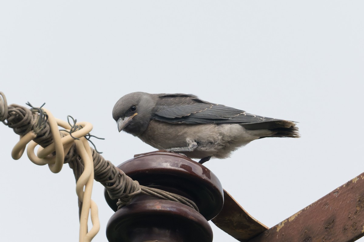 askesvalestær - ML646810413