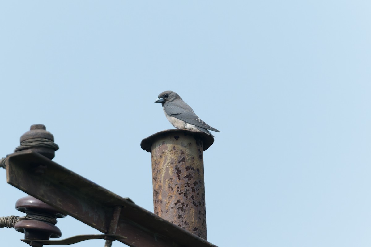 askesvalestær - ML646810414