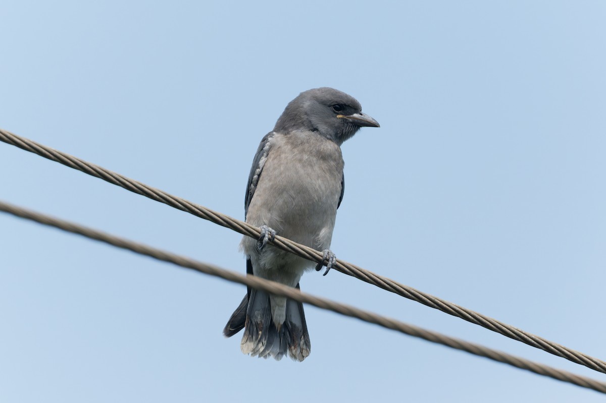 askesvalestær - ML646810415