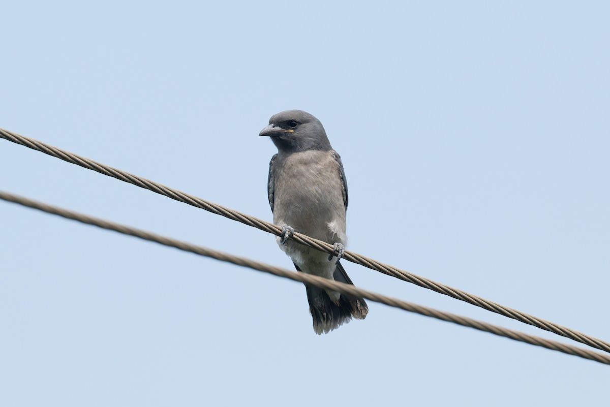 askesvalestær - ML646810416