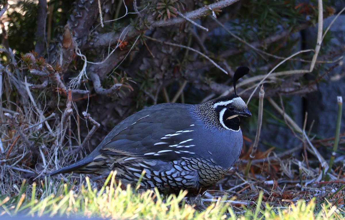 California Quail - ML646810417