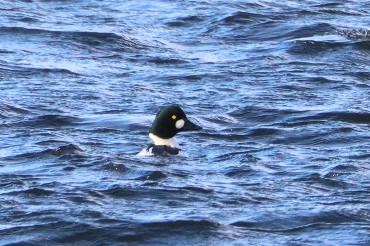 kvinand - ML646810418