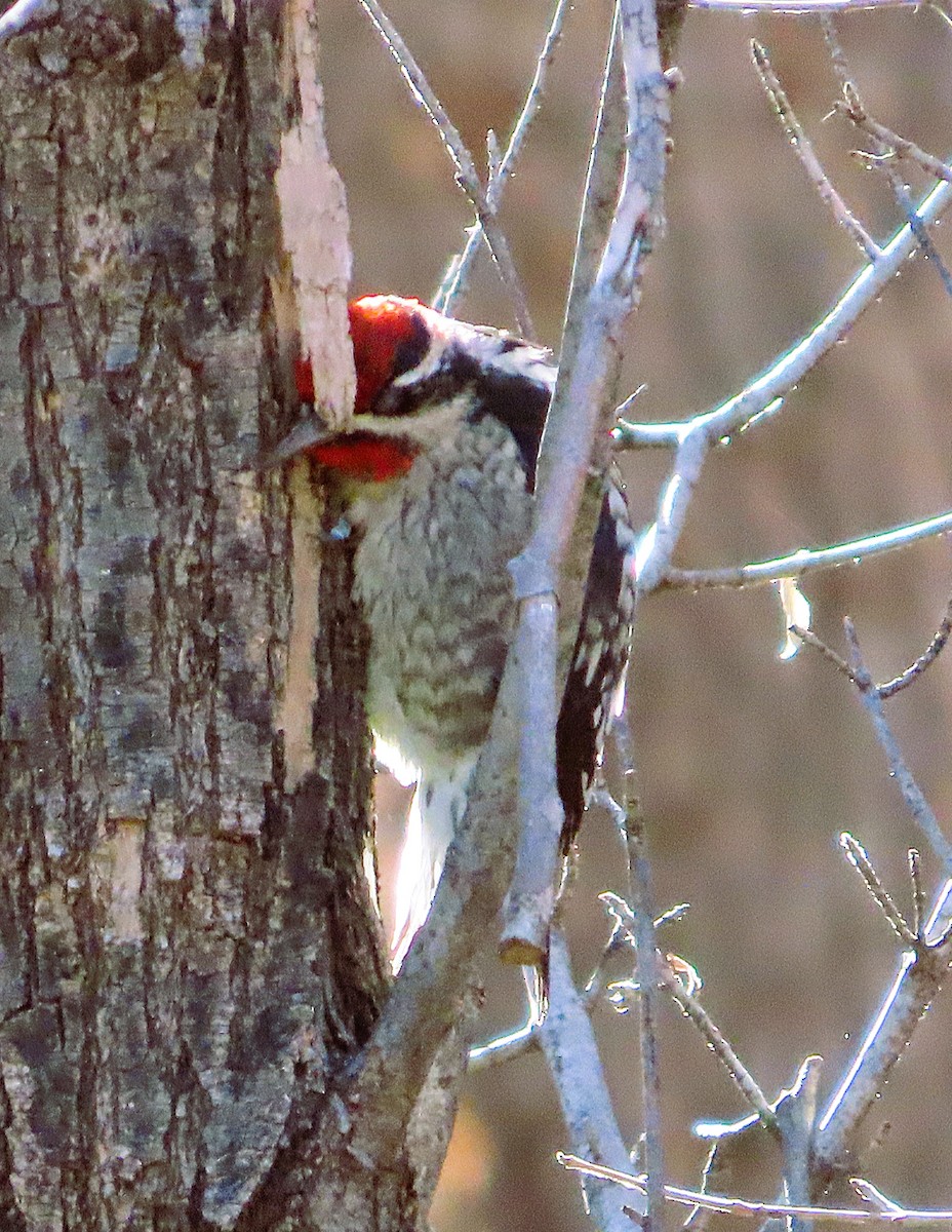Red-naped Sapsucker - ML646810420