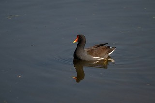 Common Gallinule - ML646810422