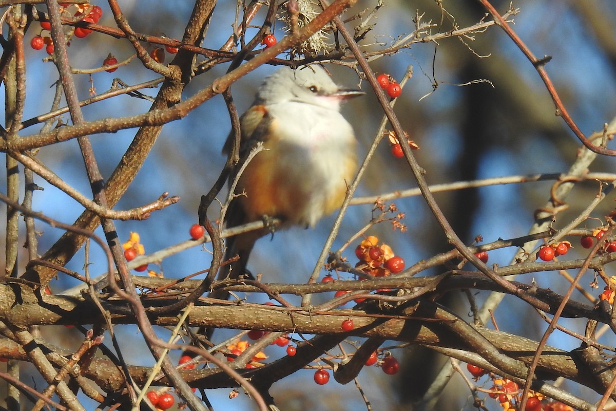 Scissor-tailed Flycatcher - ML646810423
