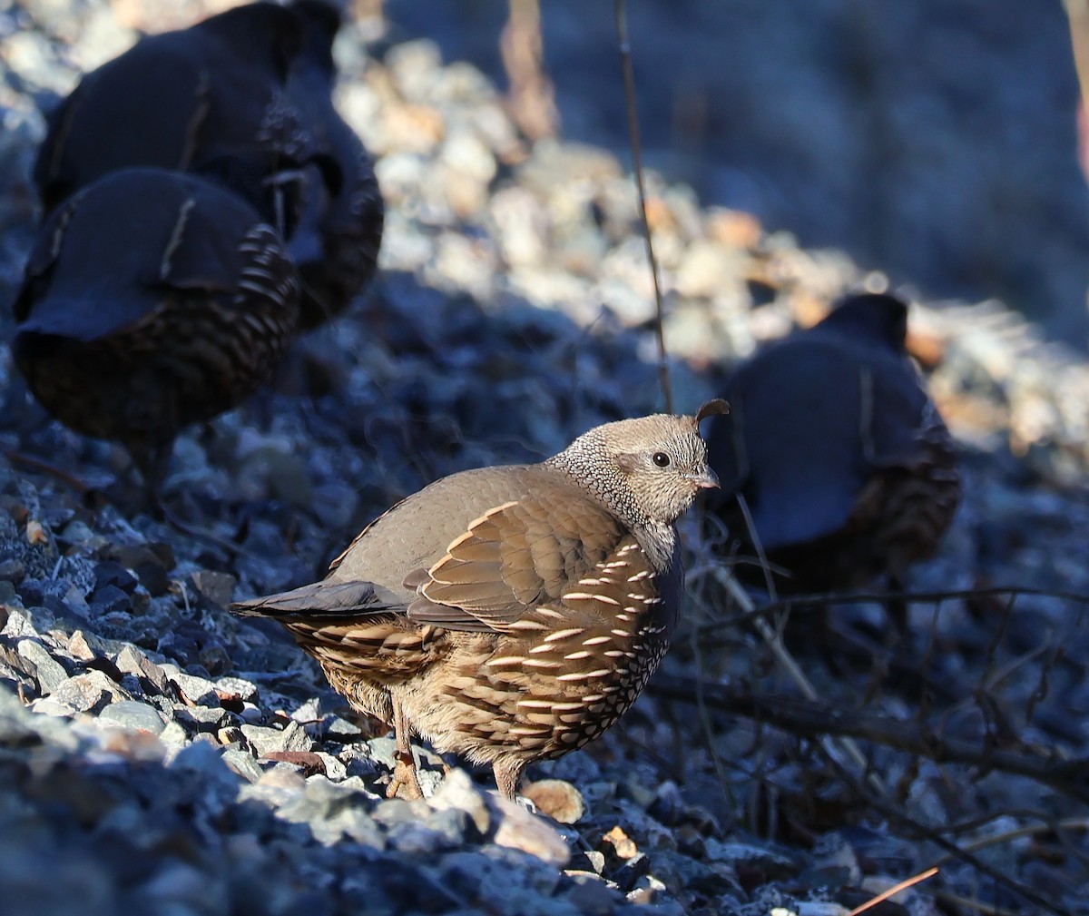 California Quail - ML646810426