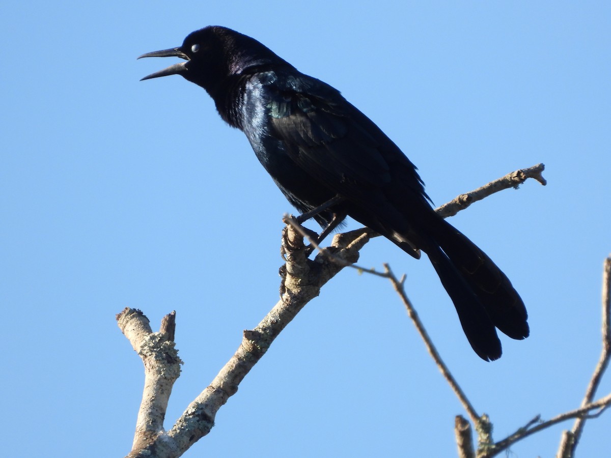 Boat-tailed Grackle - ML646810428
