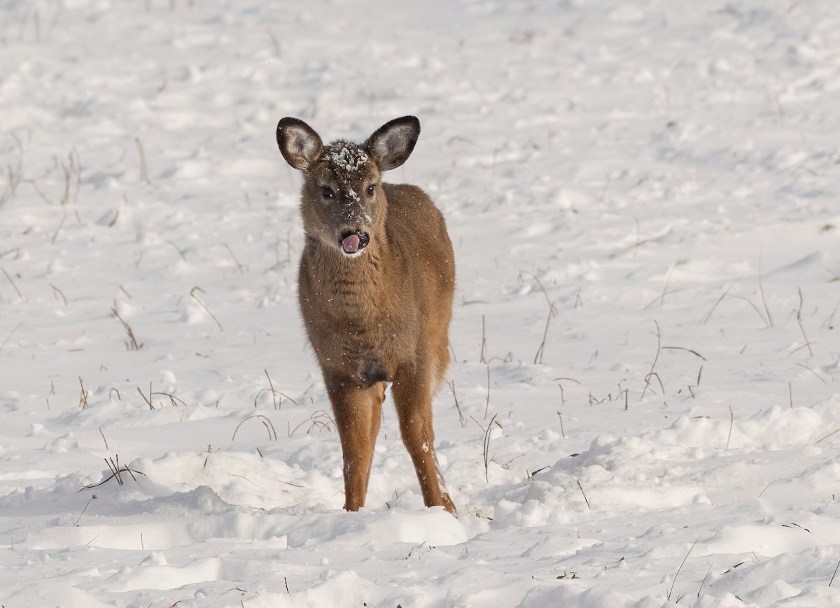 Venado de cola blanca - ML646810430