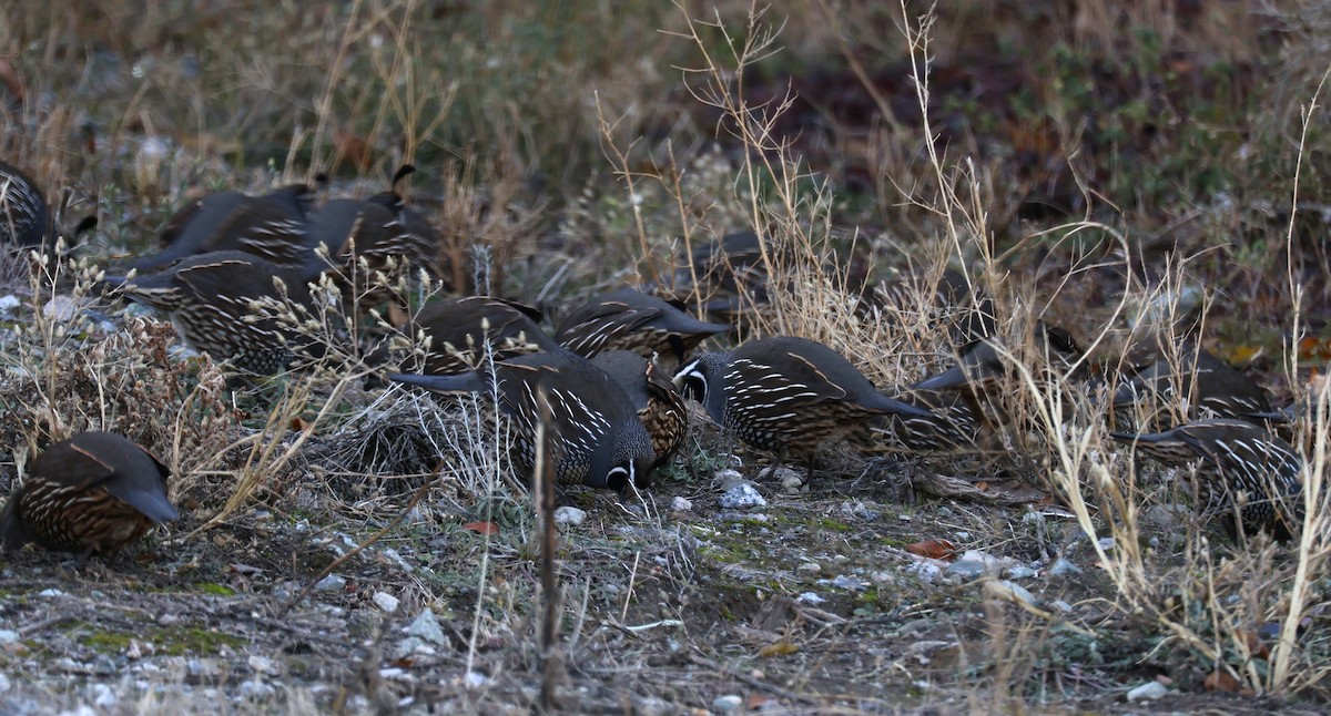 California Quail - ML646810432