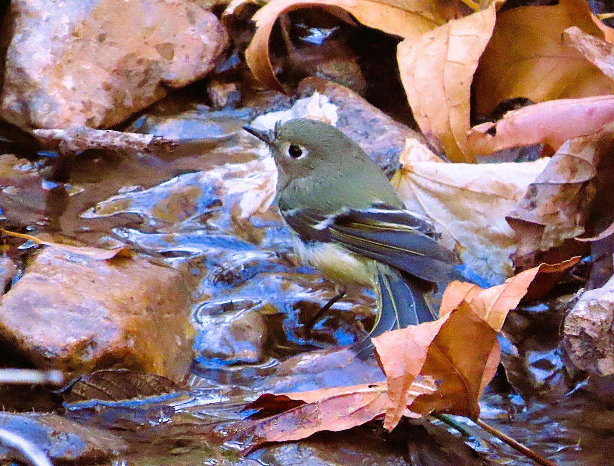 Ruby-crowned Kinglet - ML646810433
