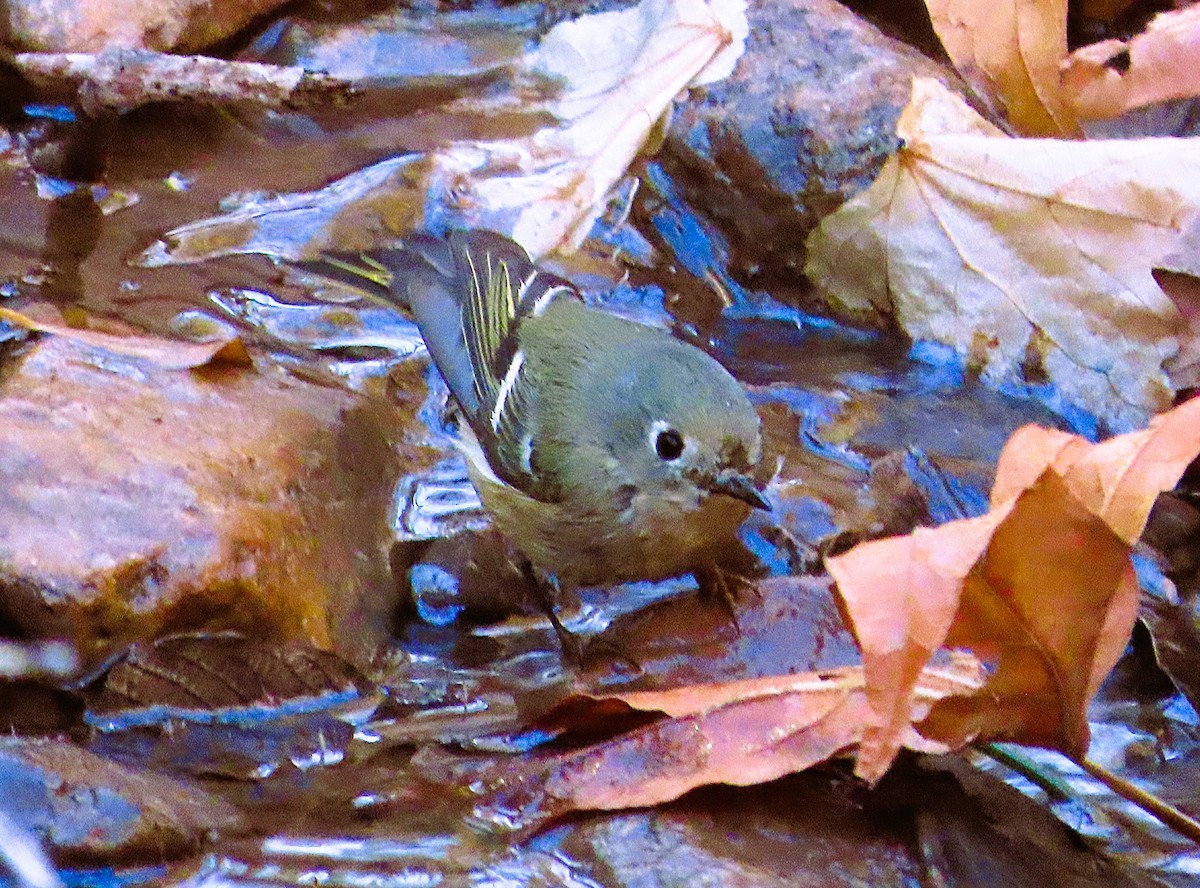 Ruby-crowned Kinglet - ML646810434