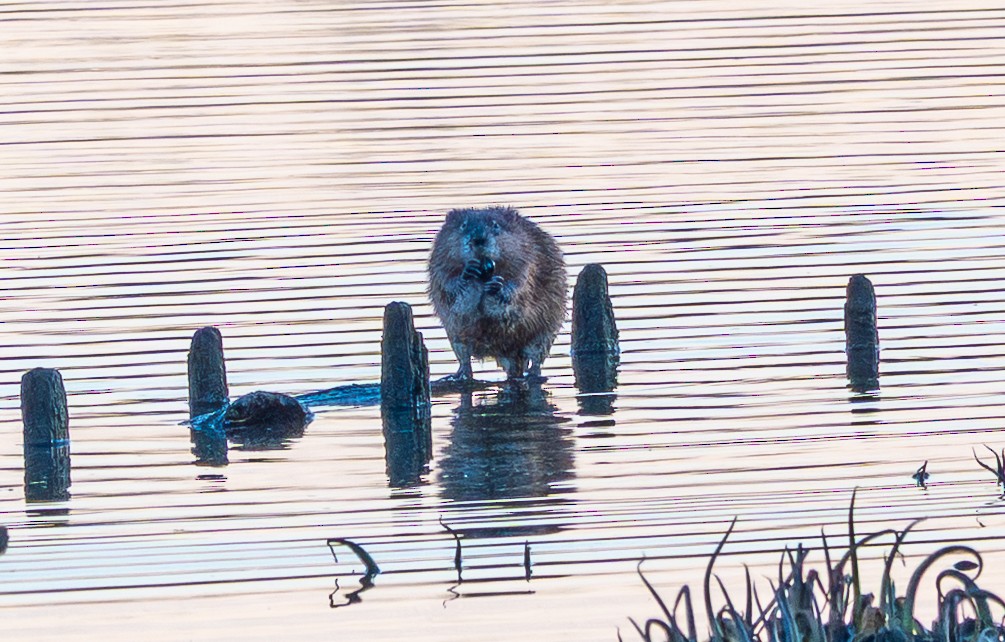 Muskrat - ML646810437