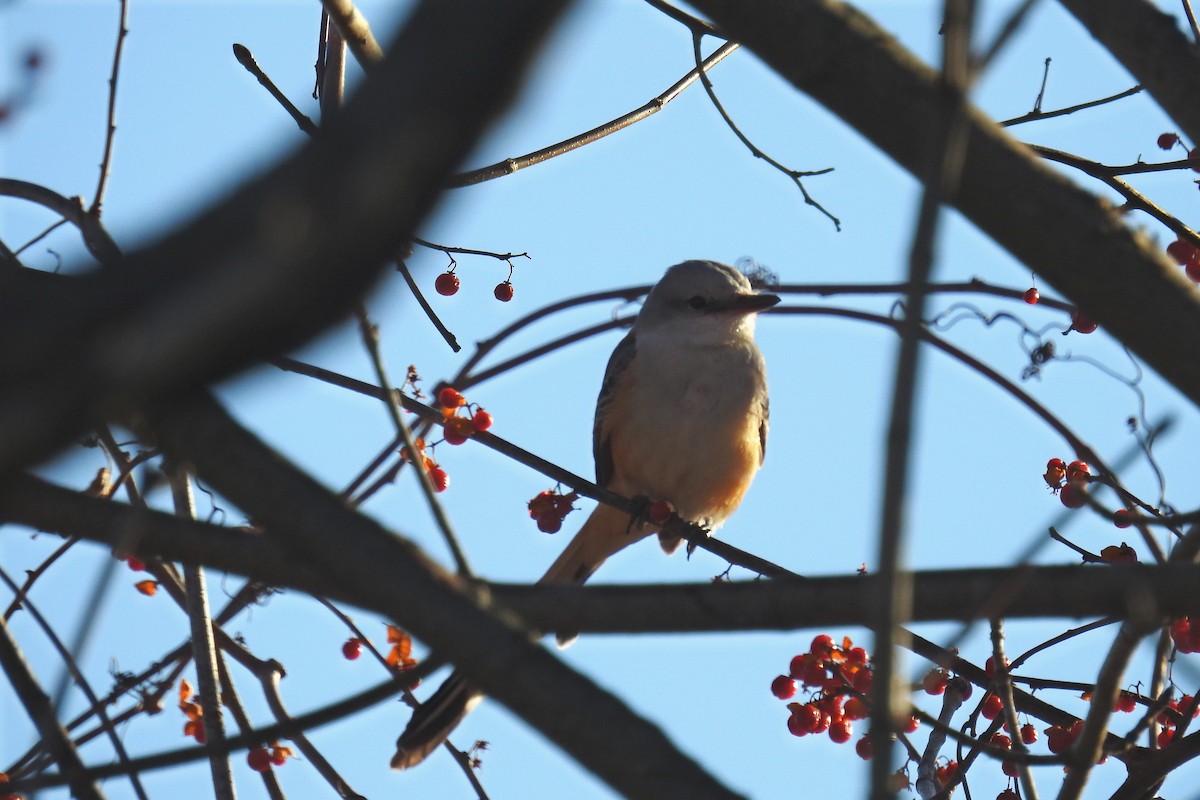 Scissor-tailed Flycatcher - ML646810441