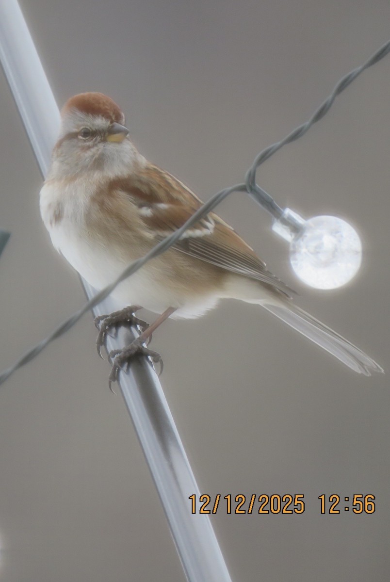 strnádka pokřovní - ML646810443