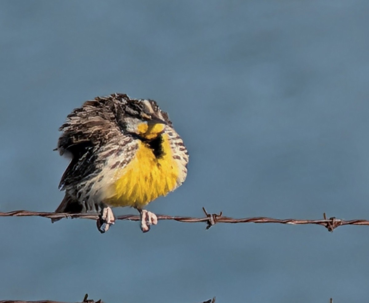 Western Meadowlark - ML646810444