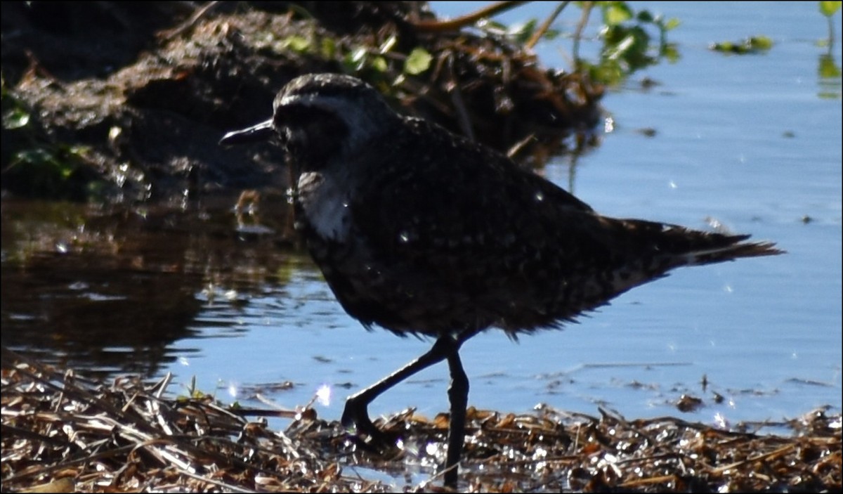 American Golden-Plover - ML646810446