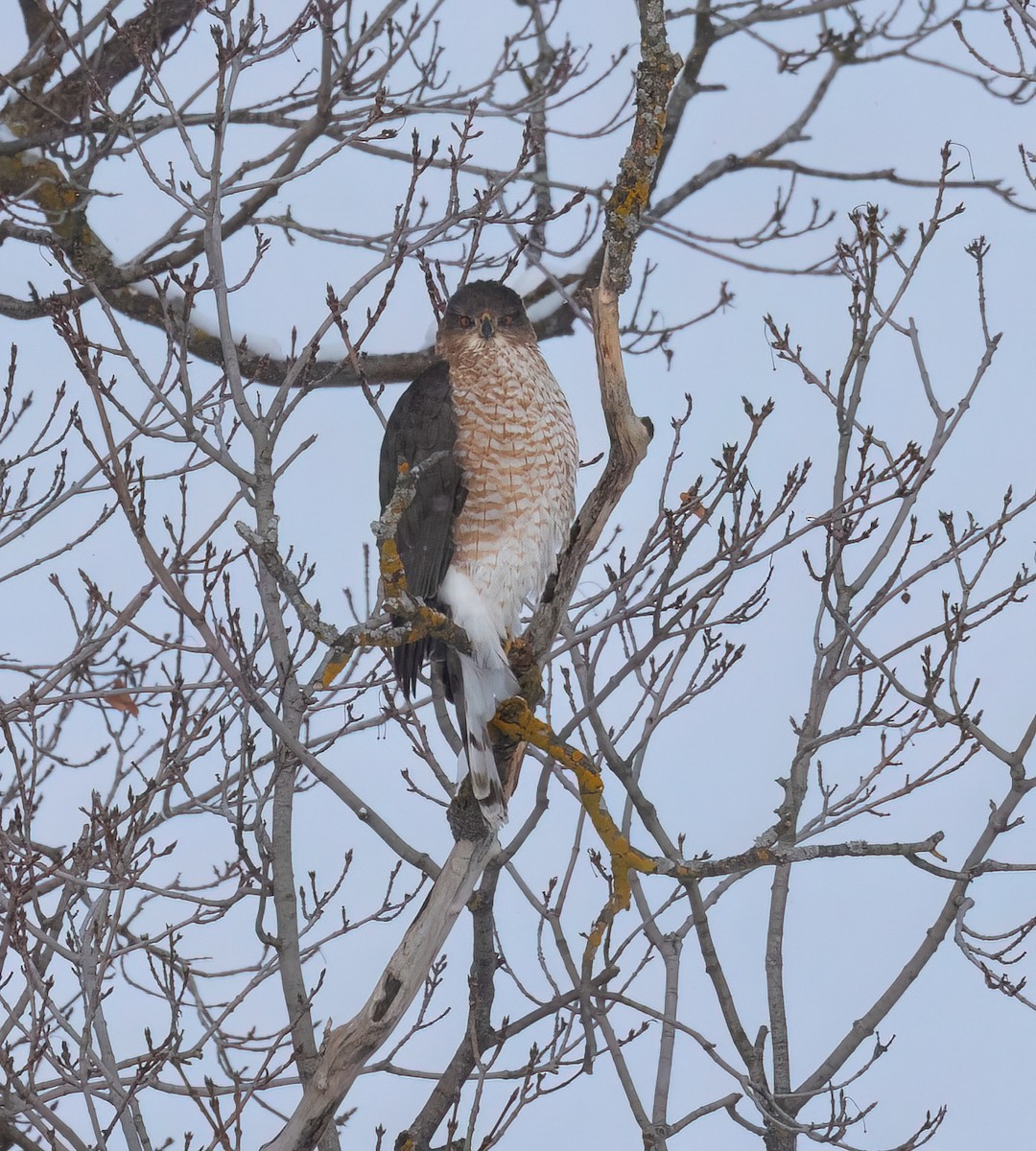 Gavilán de Cooper - ML646810447