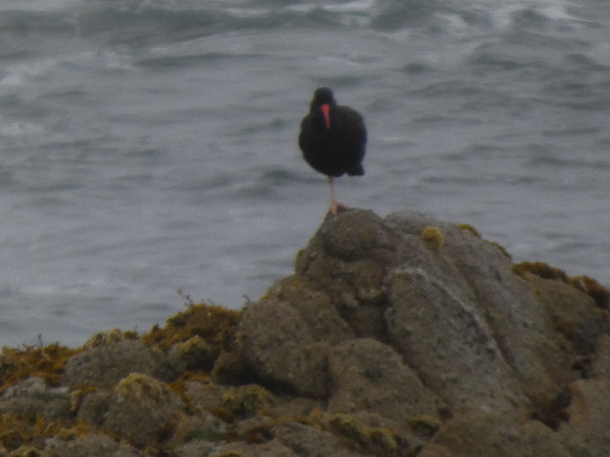 クロミヤコドリ - ML646810451