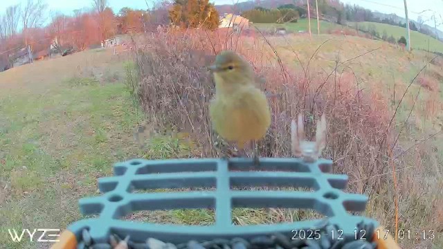 サメズアカアメリカムシクイ - ML646810458