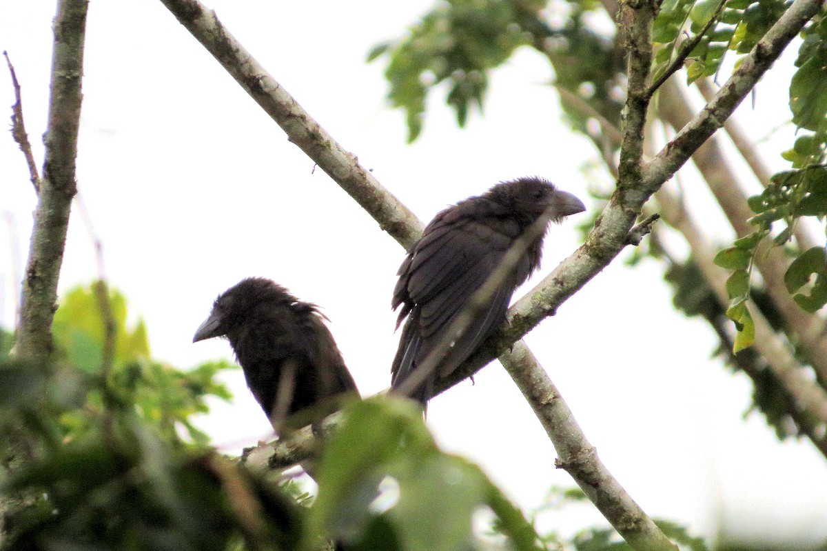 オオハシカッコウ - ML646810459