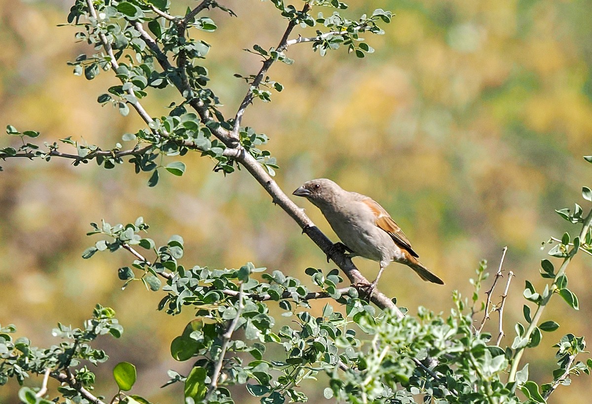 ハシブトハイガシラスズメ - ML646810462