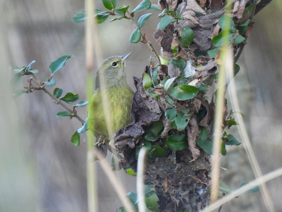 サメズアカアメリカムシクイ - ML646810463