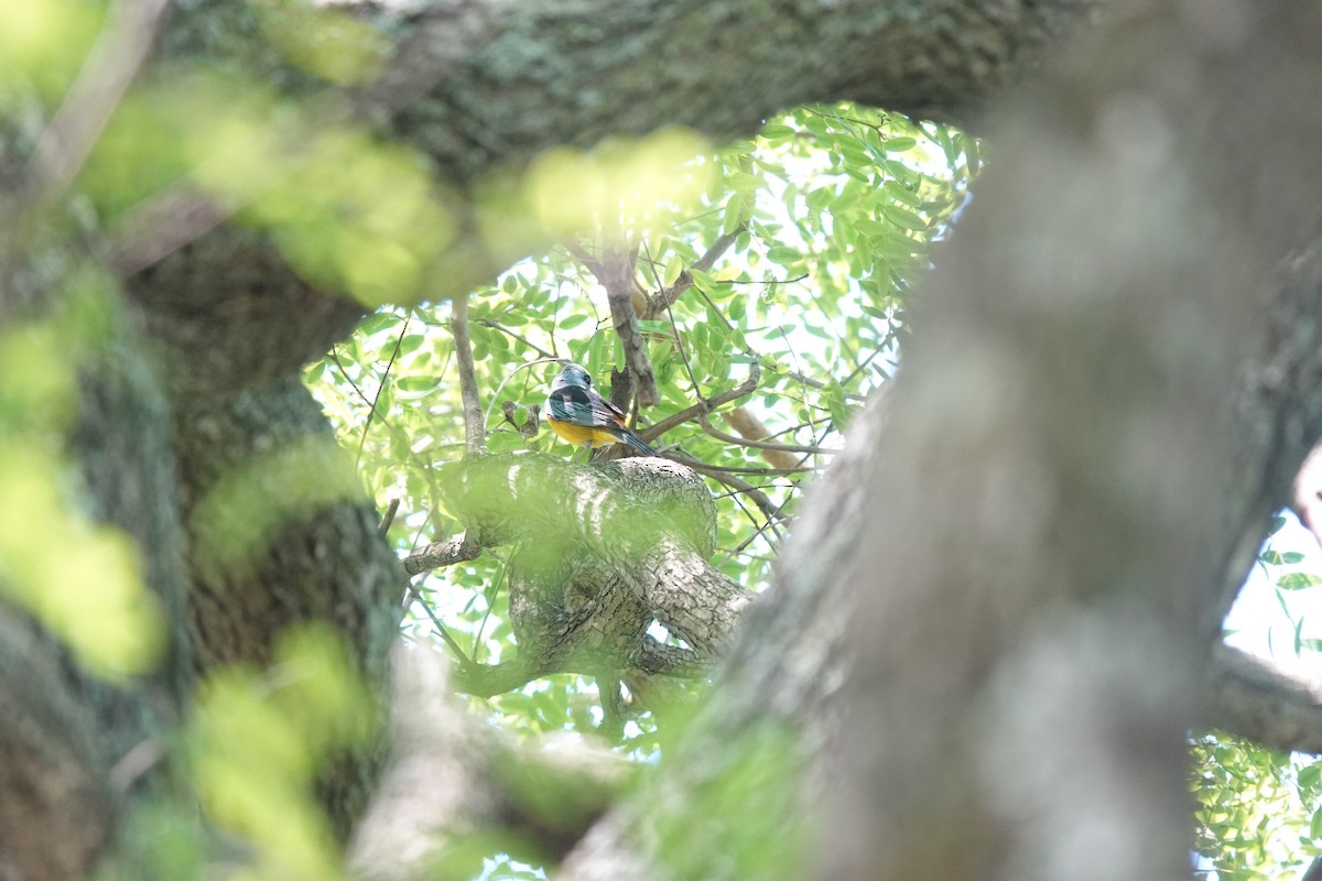 ミナミズアオフウキンチョウ - ML646810464