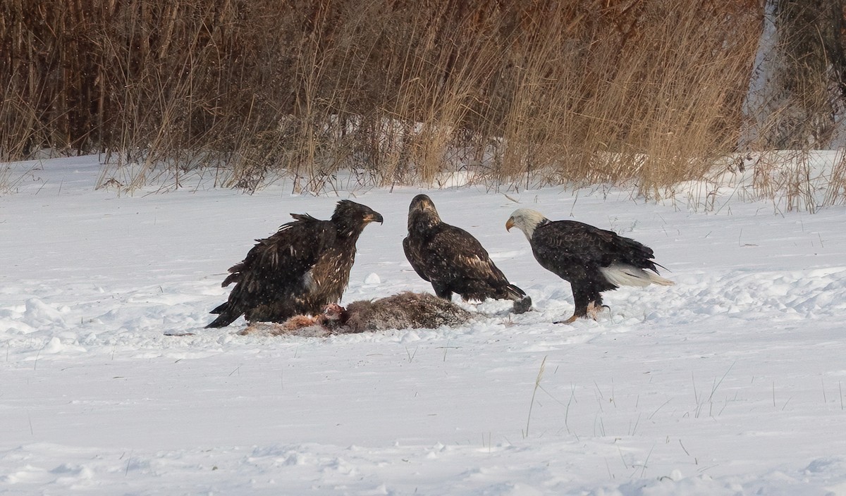 Itsas arrano buruzuria - ML646810465