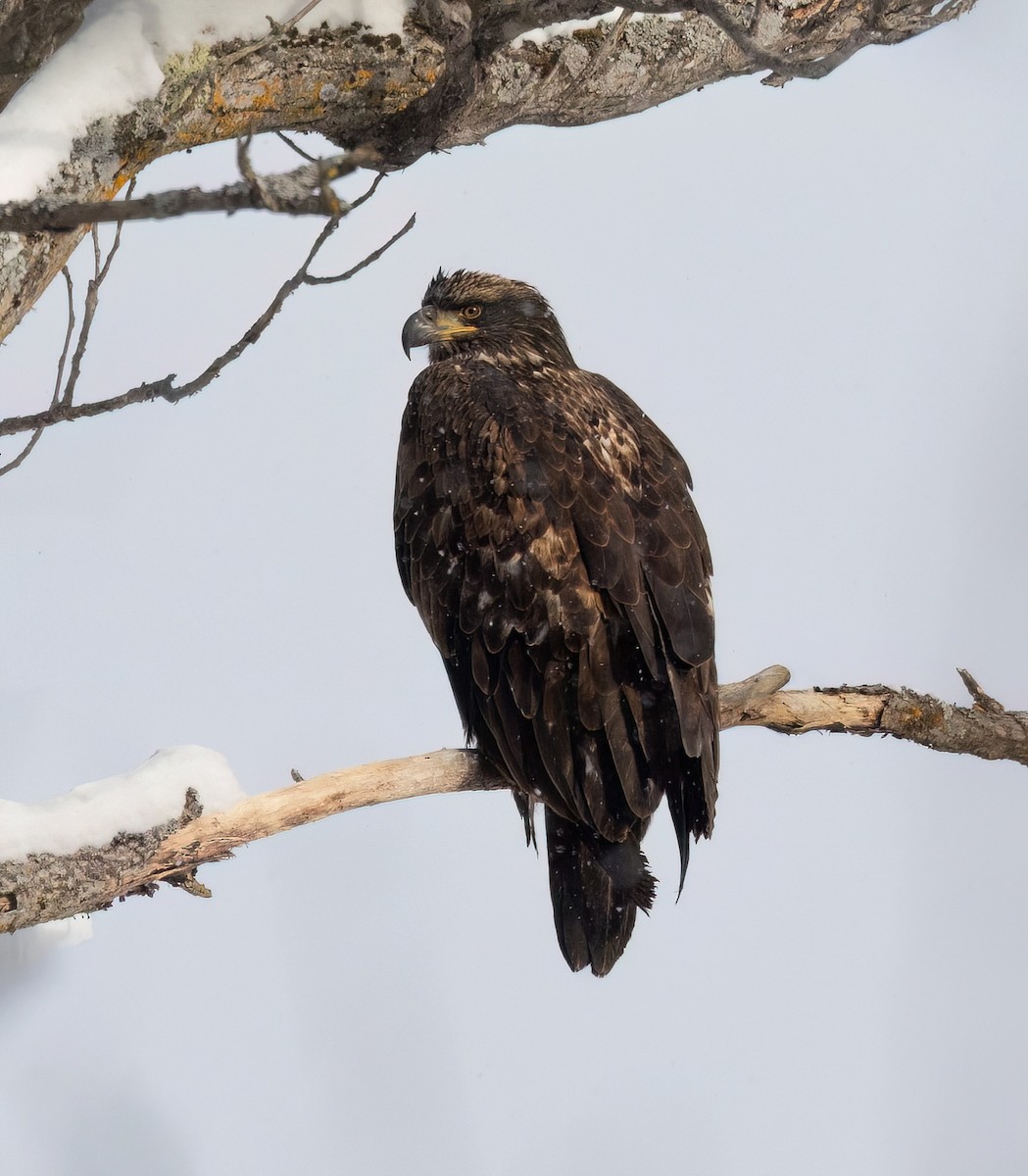 Itsas arrano buruzuria - ML646810466