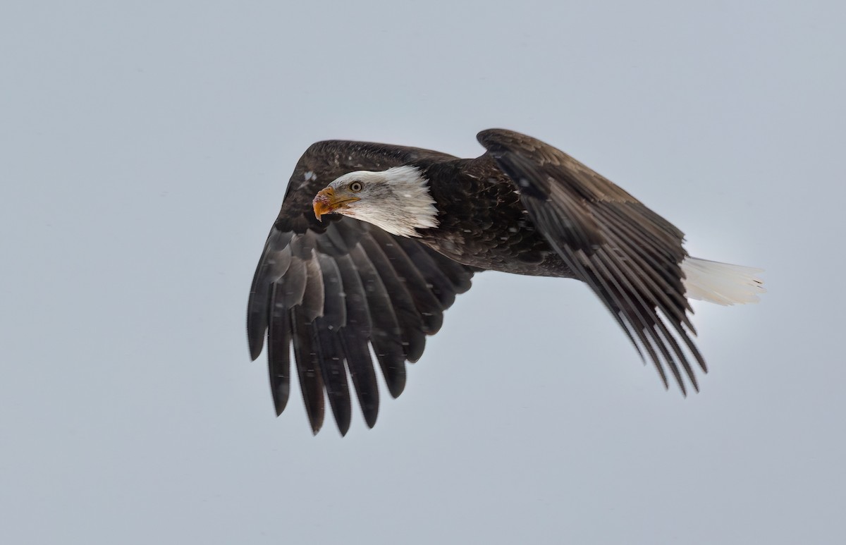 Itsas arrano buruzuria - ML646810468