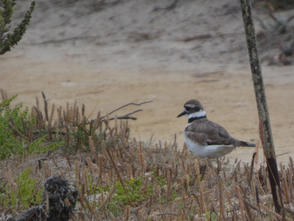 フタオビチドリ - ML646810470